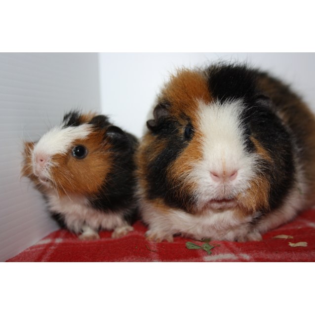 rex guinea pig