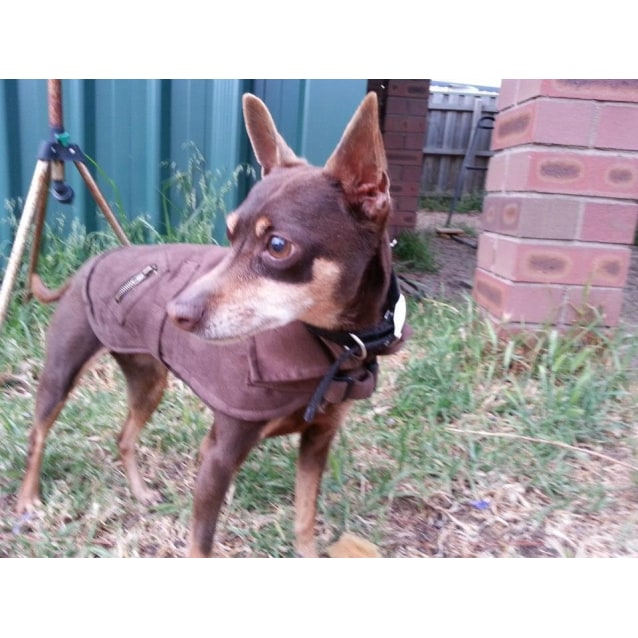 Jazz - Small Female Mini Pinscher x Chihuahua Mix Dog in ...
