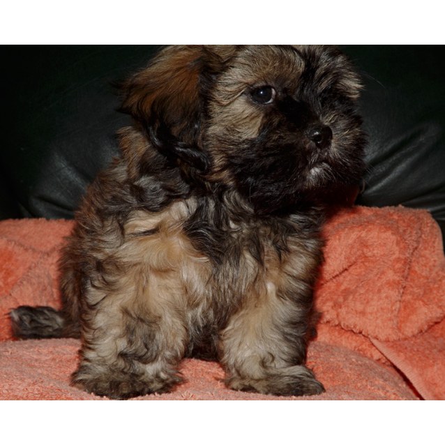 Oscar - Small Male Maltese x Shih Tzu Dog in NSW - PetRescue