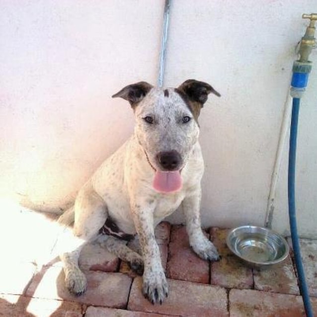 bull terrier heeler mix