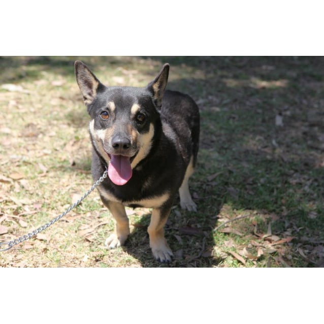 corgi x kelpie