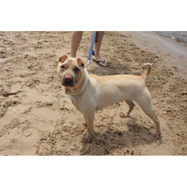 Jasmine Medium Female Shar Pei Dog In Wa Petrescue