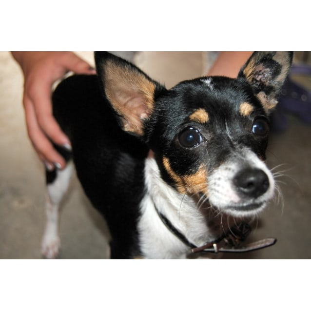 Lolo Small Female Chihuahua x Miniature Fox Terrier Mix Dog in QLD