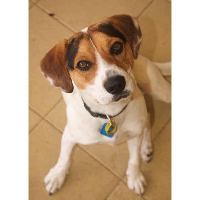 jack russell x cavalier