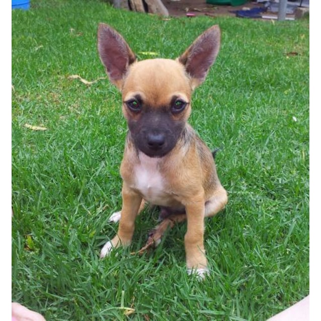 chihuahua staffy cross