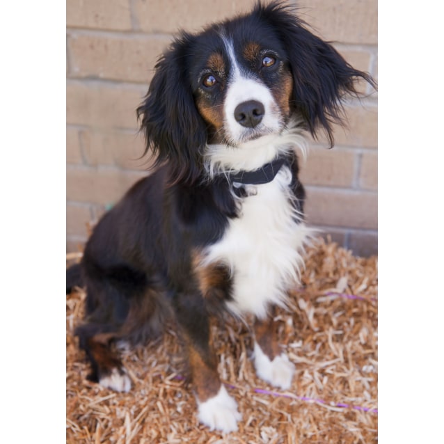 spaniel and border collie mix