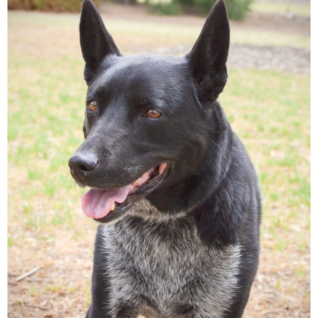 Soxy (12 years young!) *On Trial in Her New Home* Medium Female Kelpie x Blue Heeler Mix Dog