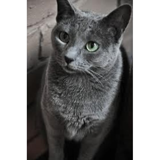 Russian Blue Kittens With Russian Blue Mum Male Cat In Nsw Petrescue