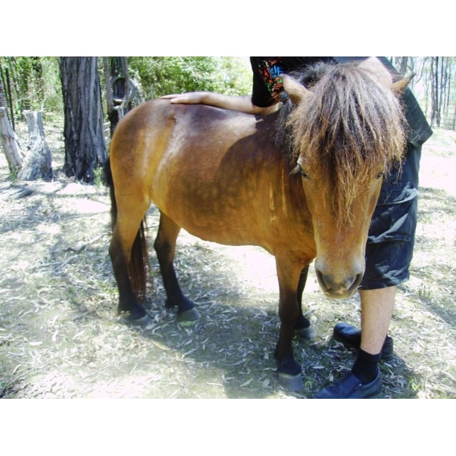 Penny Female Shetland Pony Horse In Qld Petrescue