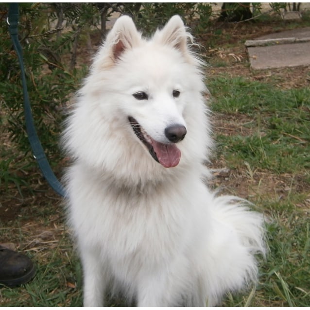 samoyed x japanese spitz