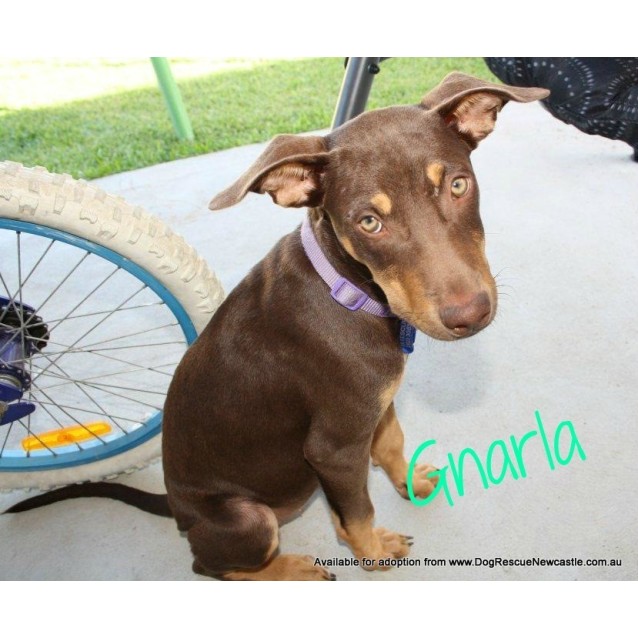 Gnarla On Trial 5313 Small Female Kelpie Mix Dog In Gnarla On Trial 5313 Small Female Kelpie Mix Dog In