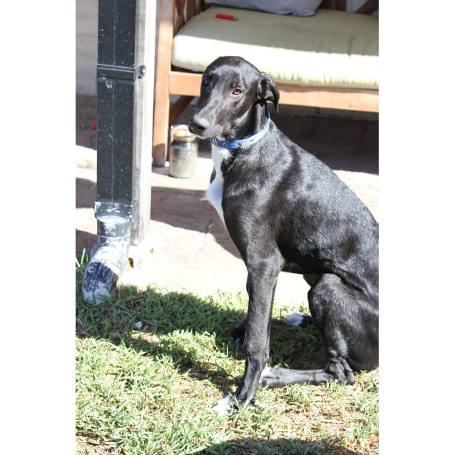 great dane x staghound