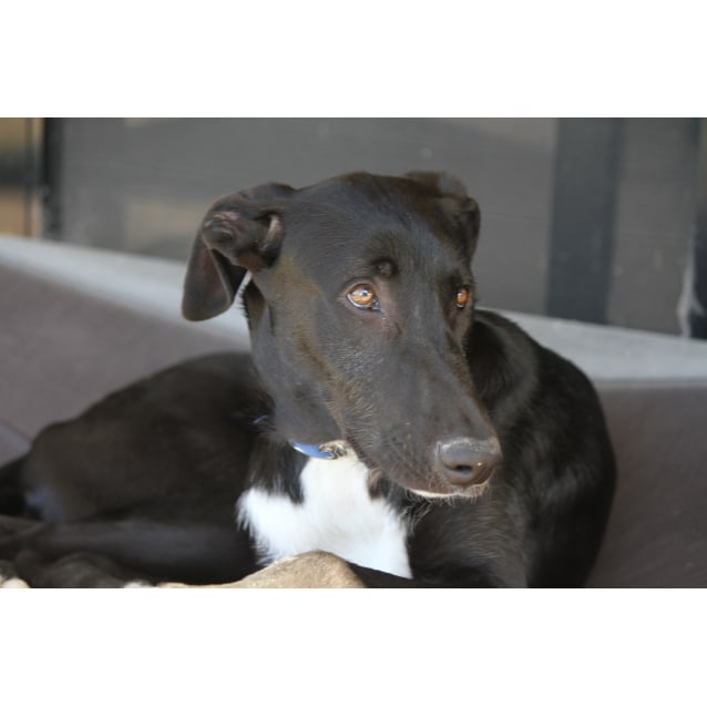 Mojo - Large Male Staghound x Irish Wolfhound x Great Dane ...