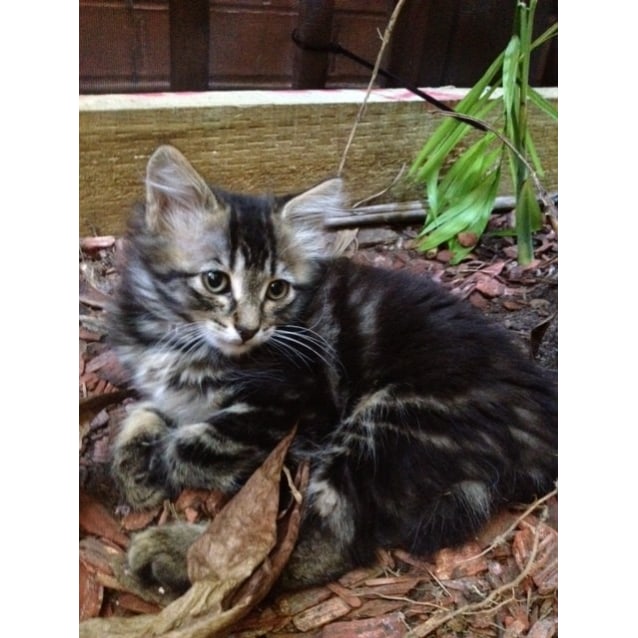gray and white kittens for sale