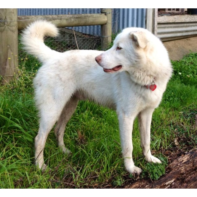 maremma husky mix