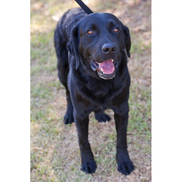 curly coated labrador