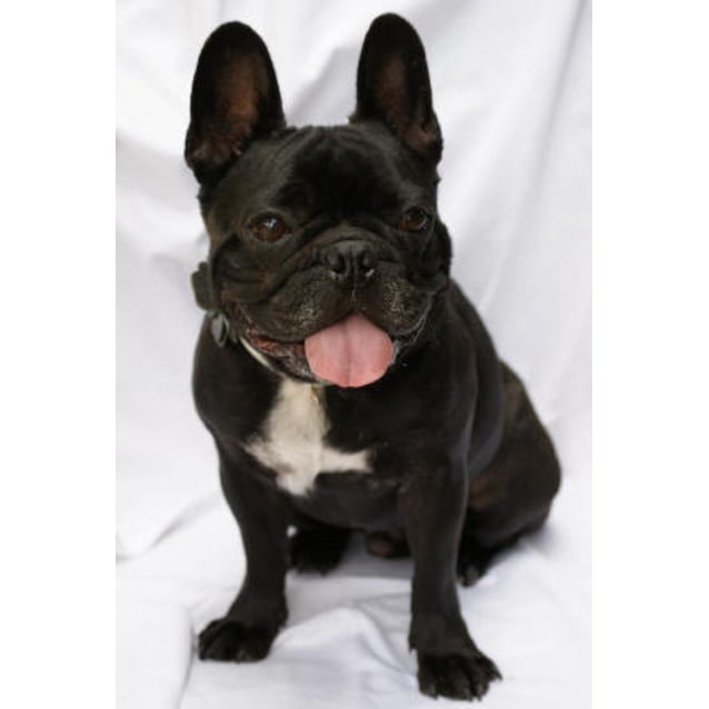french bulldogs for adoption near me