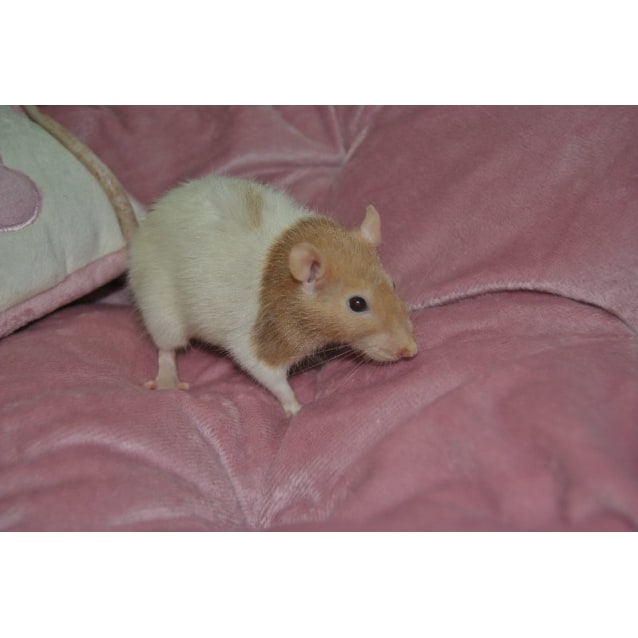 Cinnamon Female Rat Rodent in QLD PetRescue