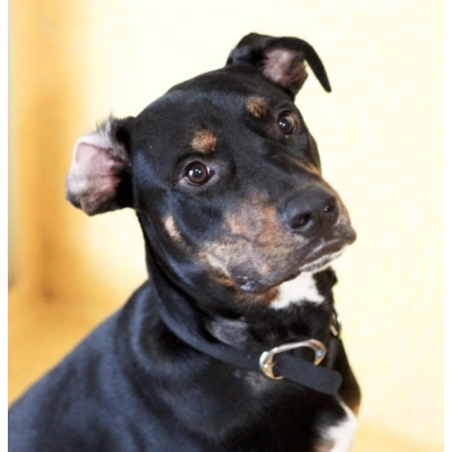 Buddy Large Male Rottweiler x Staffordshire Bull Terrier x New Zealand Huntaway Mix Dog in QLD