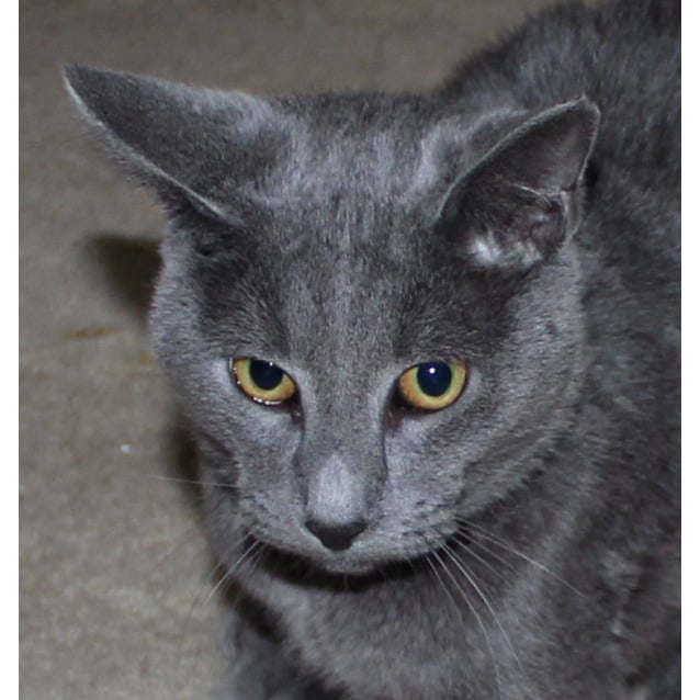 Purrcy Male Russian Blue Cat in QLD PetRescue