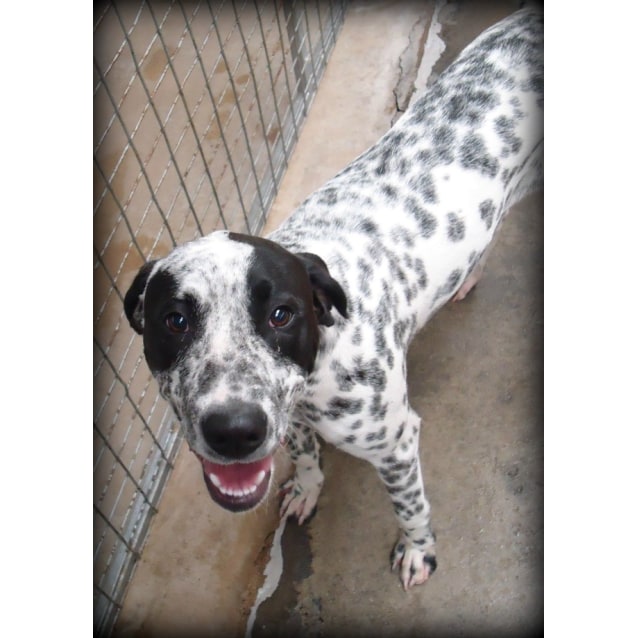 dalmatian cattle dog mix