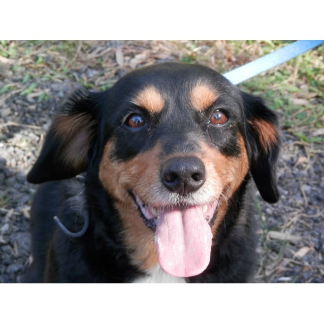 kelpie cross cavalier