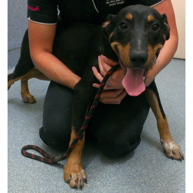 Austin - Medium Male Kelpie x Cross breed Mix Dog in QLD ...