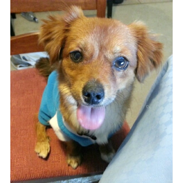 cavalier and chihuahua mix