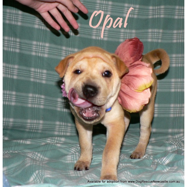 shar pei jack russell