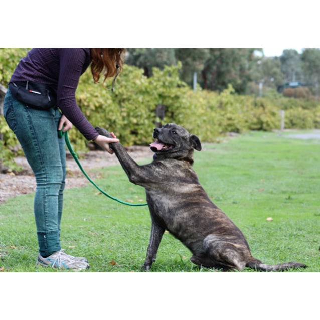 Bandi Medium Male Cross breed Dog in SA PetRescue