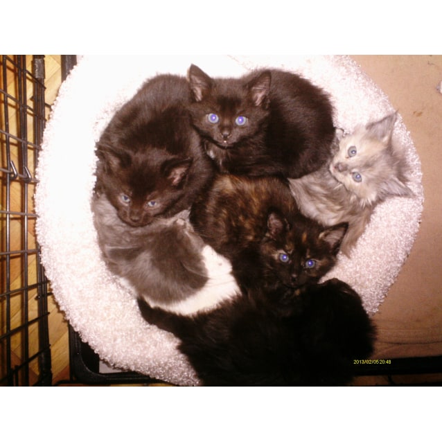 Russian Blue cross kittens Female Cat in NSW PetRescue