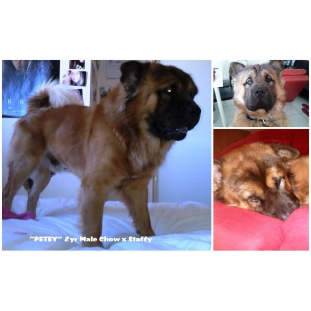 bulldog has scabs and hair loss