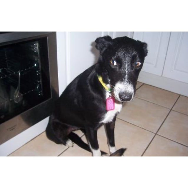 Ty On Hold Pending Adoption Medium Female Kelpie X Short