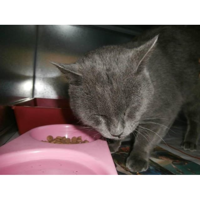 Hugo Male Russian Blue Cat In Vic Petrescue