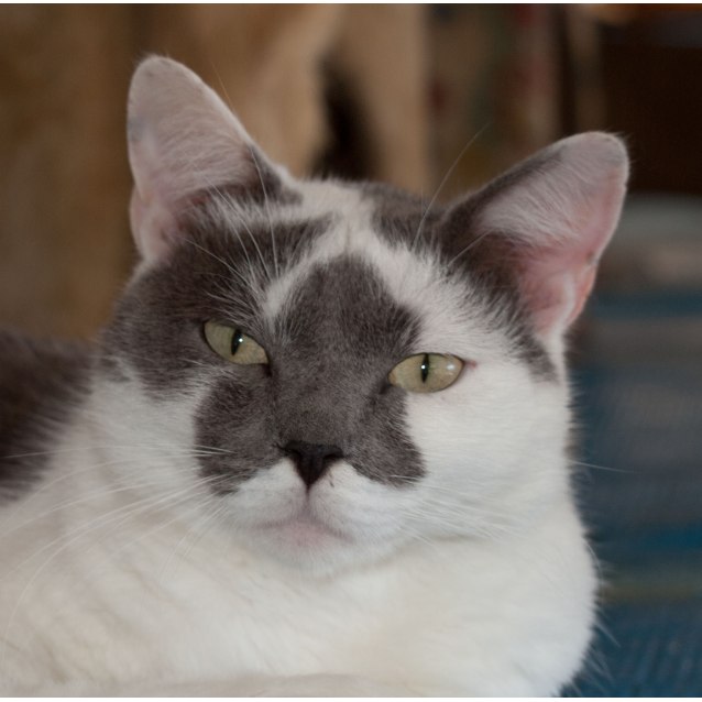 Mouse Male Domestic Short Hair Cat In Nsw Petrescue