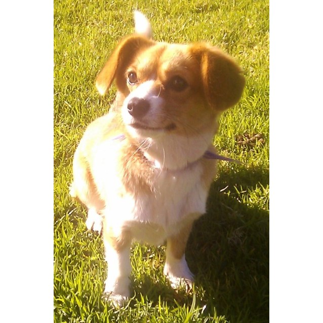 corgi king charles spaniel mix