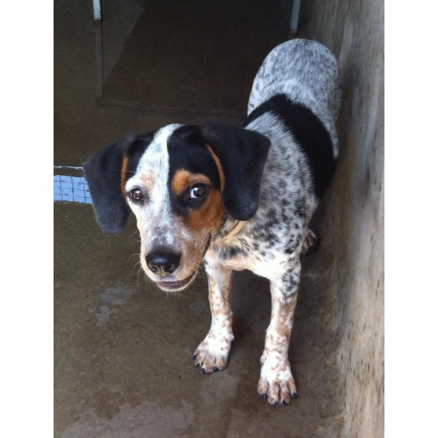 beagle and heeler mix