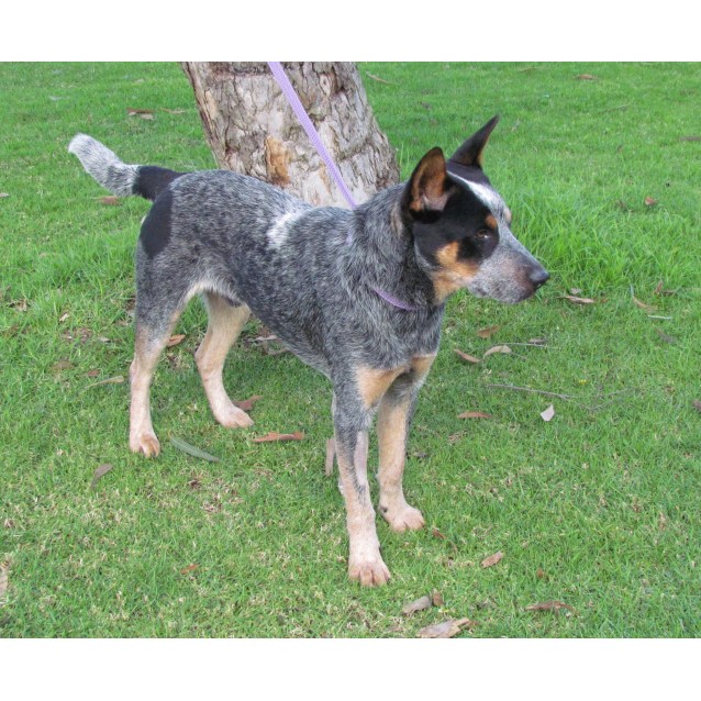 Toby Medium Male Australian Cattle Dog x Kelpie Mix Dog in NSW PetRescue