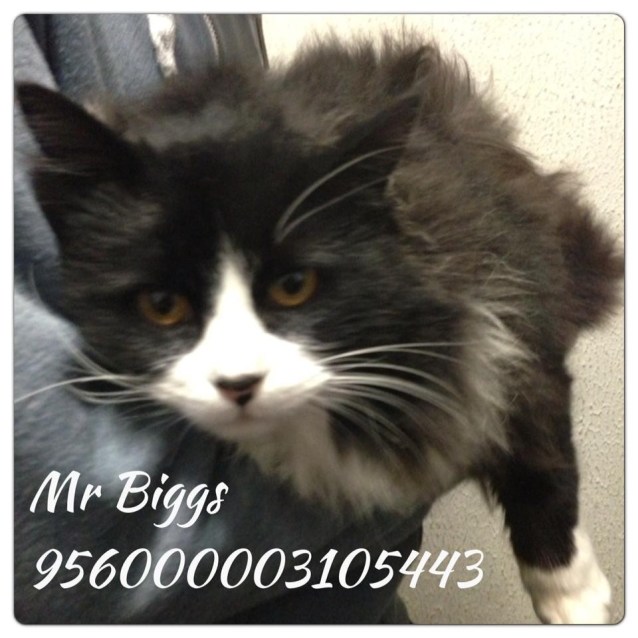 Mr Biggs Male Domestic Short Hair Cat In Vic Petrescue