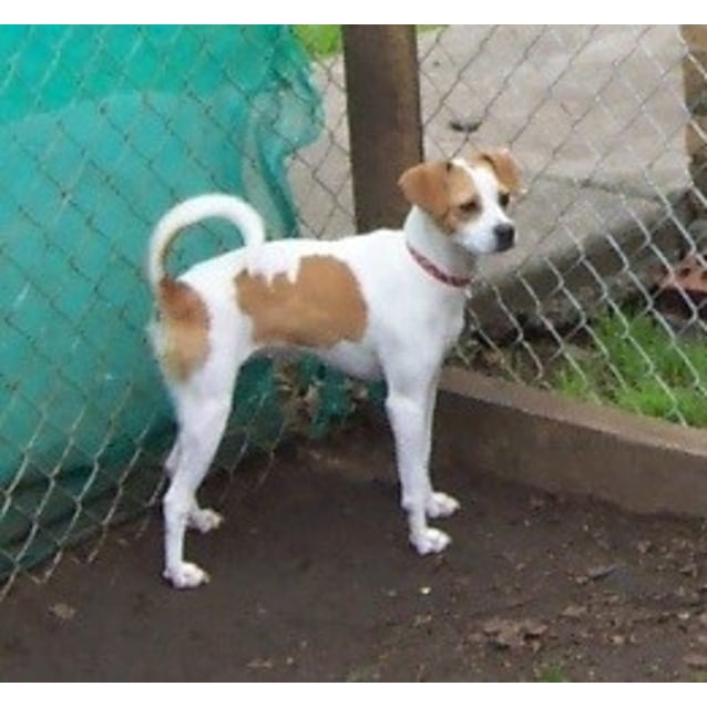 jack russell x cavalier