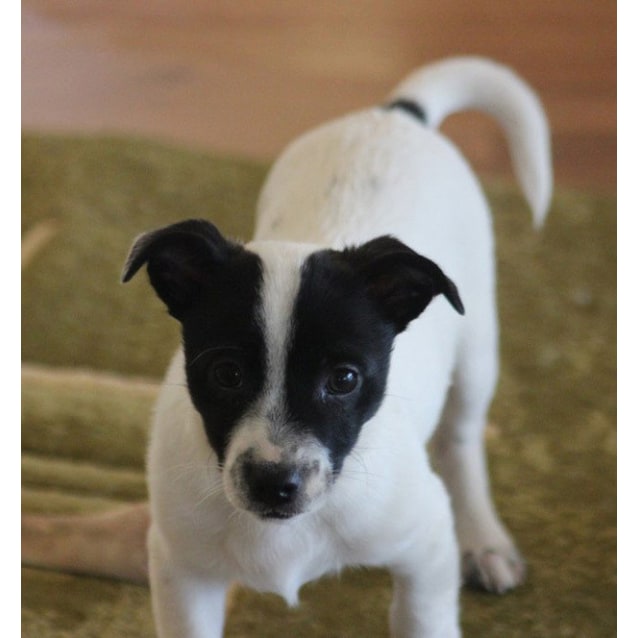 Squizzy Small Male Border Collie X Australian Terrier X Jack