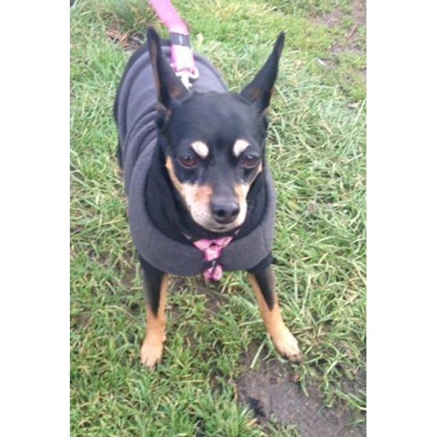 Dassie - Small Female Mini Pinscher Dog in VIC - PetRescue
