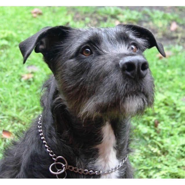 Hooch Large Male Irish Wolfhound Mix Dog in VIC PetRescue