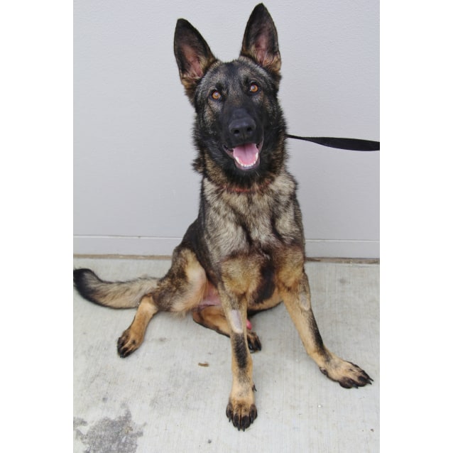 dutch shepherd and german shepherd mix