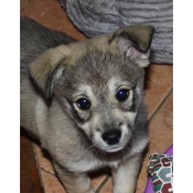 Melody Medium Female Swedish Vallhund Mix Dog in NSW PetRescue