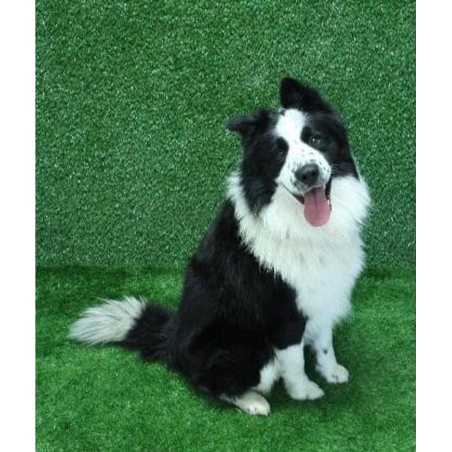 collie samoyed cross