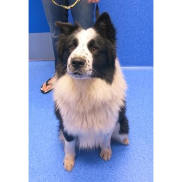 collie samoyed cross