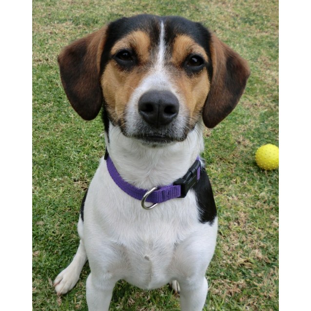 jack russell terrier x beagle
