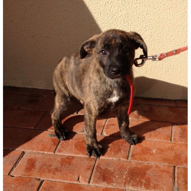 Brindle staffy cross german shepherd Clearance