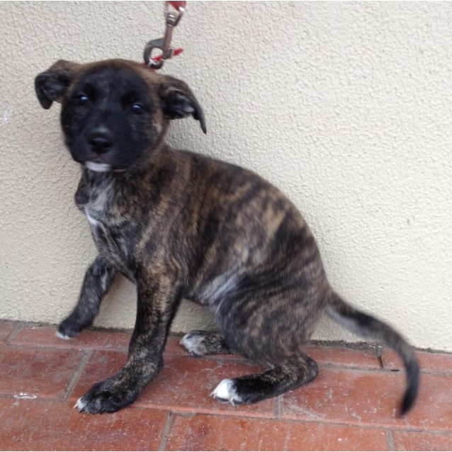 brindle staffy cross german shepherd